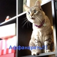 Квартиросъёмщик⁠⁠, к которому уже пришёл праздник