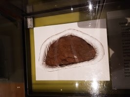 Говно мамонта в музее в Сиднее. Не окаменелое: