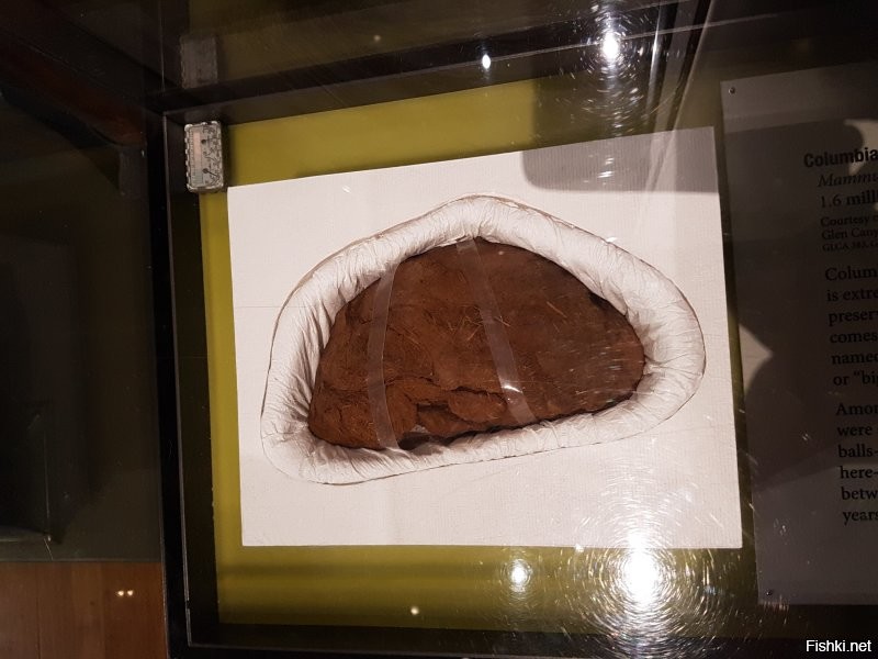 Говно мамонта в музее в Сиднее. Не окаменелое: