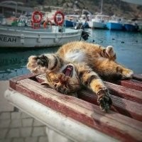 Россия, Крым, Балаклава. Коты не хуже импортных и не такие голодные.