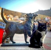 Россия, Крым, Балаклава. Коты не хуже импортных и не такие голодные.