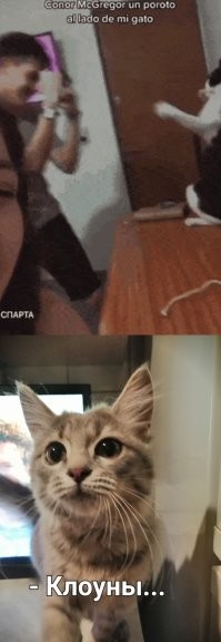 Вы мою кошечку не видели... 
 Через полгода она любого в нокаут отправит, не только этого хлюпика...