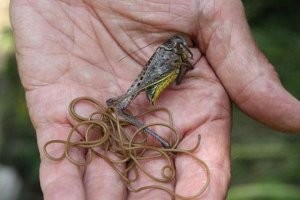 У нас такие тоже водятся. В реках увидеть можно. Размножаются в стрекозах и кузнечиках. Иногда называют конским волосом.