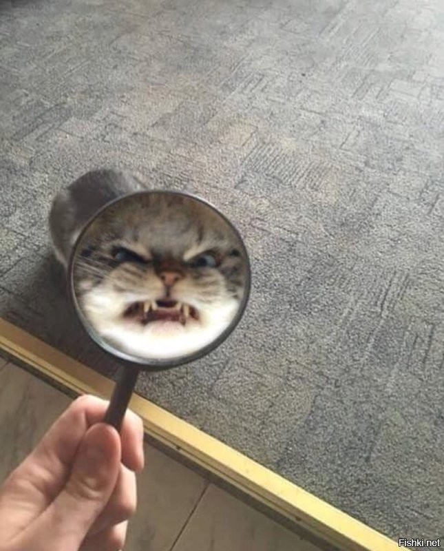 Солянка от 06.12.2022