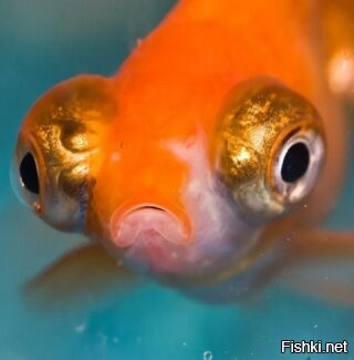 Солянка от 06.12.2022