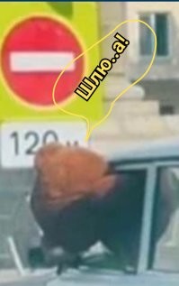 Смешные и познавательные картинки