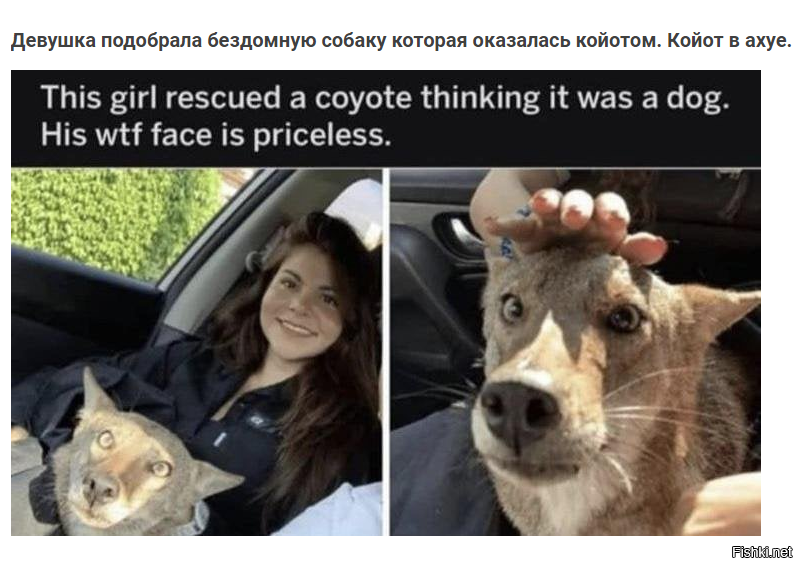 В США койот попытался украсть двухлетнюю девочку