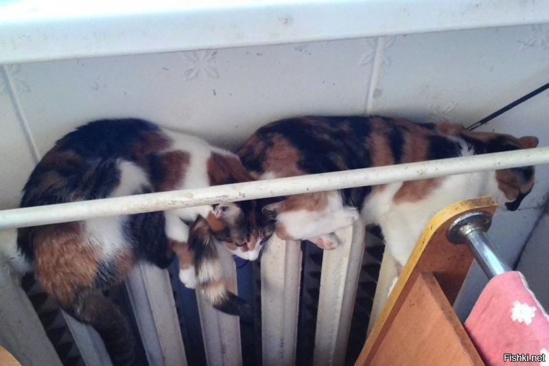 Солянка от 06.12.2022