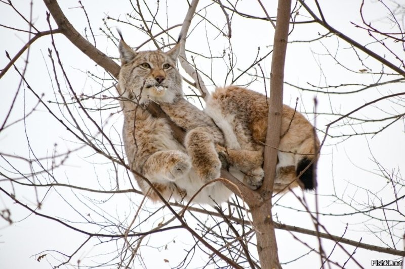 Солянка от 07.12.2022