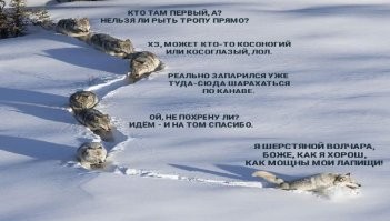 "Токсоплазма действует и на волков, но лишь на некоторых особей в стае. Когда паразит начинает размножаться у них в организме, они становятся агрессивней и активнее."

Вон оно как, оказывается. Просто у "шерстяного волчары" токсоплазмоз.