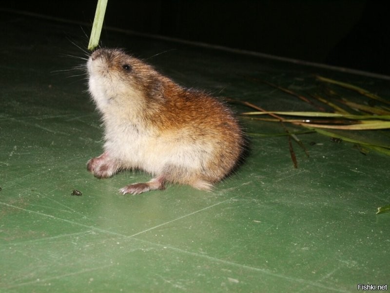 А ты корми меня почаще - не буду я кота пугать)