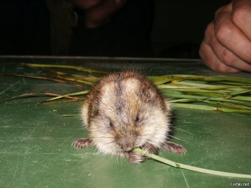 А ты корми меня почаще - не буду я кота пугать)