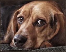 Ни малейшего проблеска интеллекта в глазах.
Для сравнения: