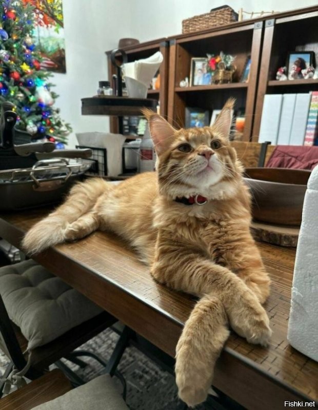 Солянка от 06.12.2022