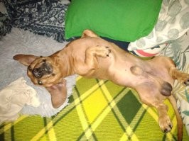 А у меня таксаплозмоз, паразит выглядит вот так, я обречён, так как это не лечится.