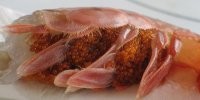 <<< Креветка с потомством в животе >>>

Креветки, как и многие ракообразные, переносят икру на брюшке.



Морской конёк вынашивает икру в сумке на животе, но это не беременность. Маутбрудеры, например, вынашивают икру во рту.