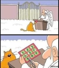 В Стамбуле мужчина поймал кошку, выпавшую из окна