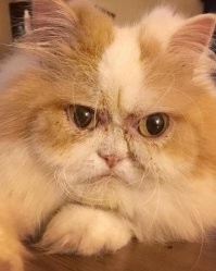 Самый расстроенный кот.