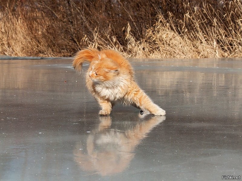 Солянка от 08.12.2022