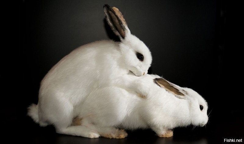 - Зая, не молчи
А зая тем временем