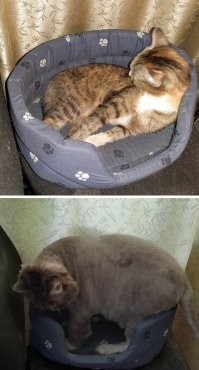 котэ и "коробка".
"коробка" одна и та же, кошки разные :)