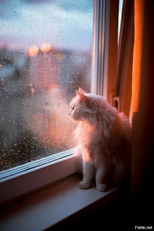 Солянка от 09.12.2022