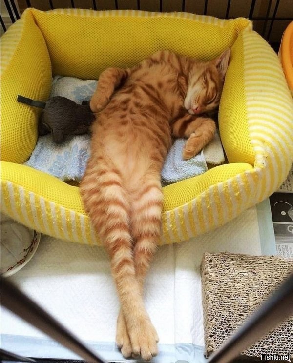 Солянка от 09.12.2022