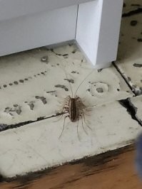 Очень полезный членистоногй хищник, который будет охотится на тараканов, мух, моль и других паразитов. Оставьте её в покое!