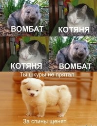 Люди спасли сиротку-вомбата, который остался один в лесу