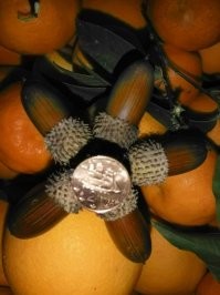 Звезда из желудей. Хотя это не дуба желуди, а падубка.