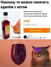 Где такое купить , мой котяра интересуется)