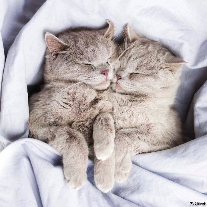 Солянка от 10.12.2022