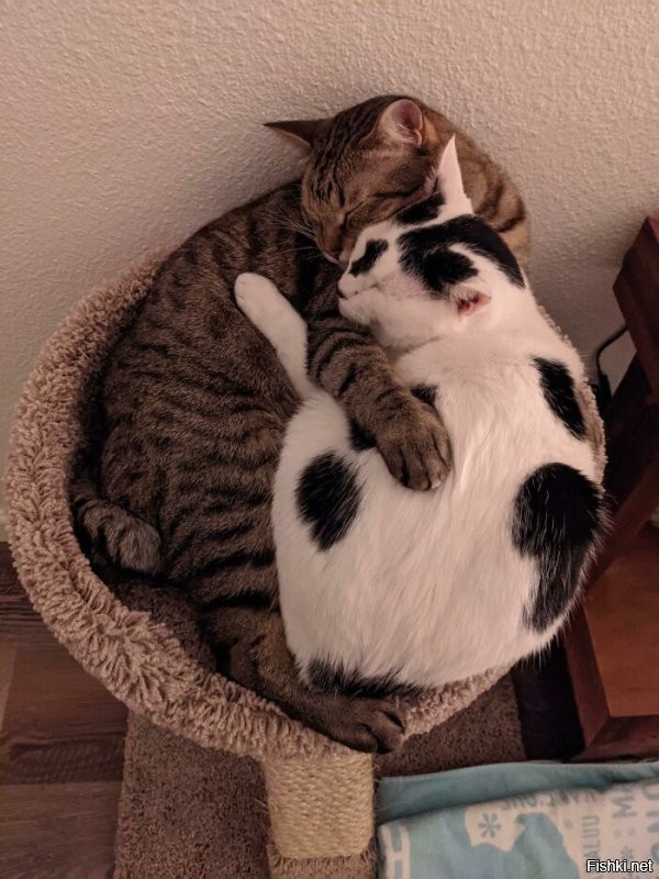 Солянка от 10.12.2022