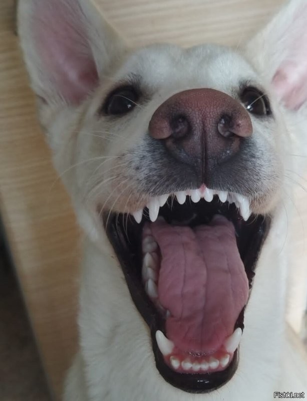 Моя. Сибирская хренпоймишка, в приюте брали, говорили будет со спаниельку. Ну чтож, значит спаниели подрастут.