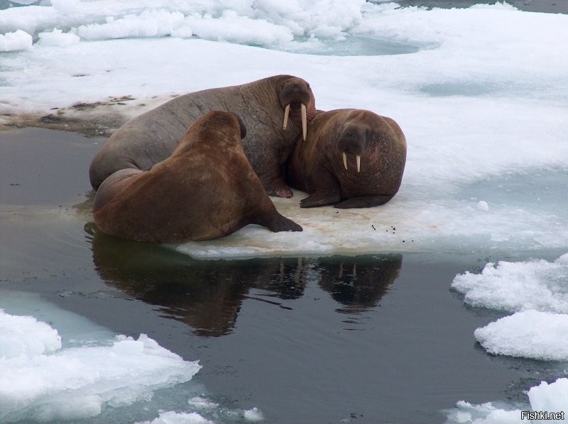 Солянка от 10.12.2022