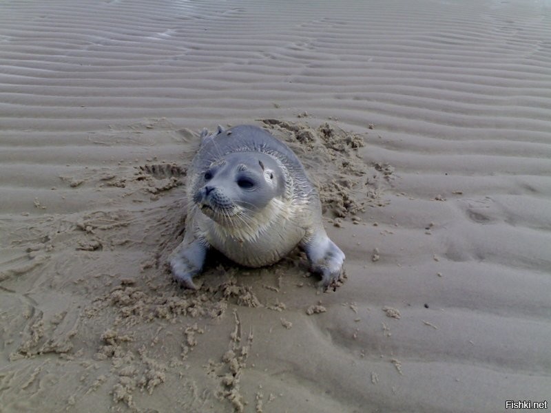 Солянка от 10.12.2022