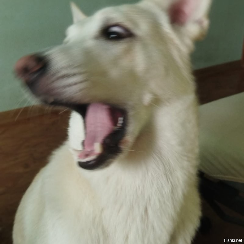 Моя. Сибирская хренпоймишка, в приюте брали, говорили будет со спаниельку. Ну чтож, значит спаниели подрастут.