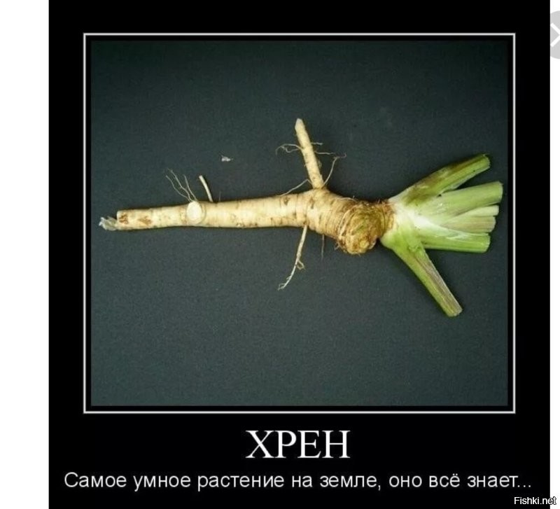 Солянка от 10.12.2022