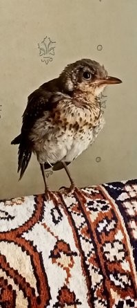 Моя домашняя птичка .... основной рацион питания - курятина и фарш ... ну на крайняк кошачьи консервы