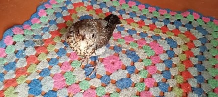 Моя домашняя птичка .... основной рацион питания - курятина и фарш ... ну на крайняк кошачьи консервы