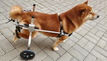 задние лапы закрепляют вверху, чтобы они не волочились по земле