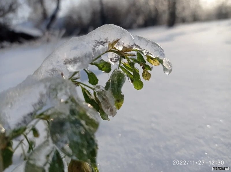 Солянка от 10.12.2022