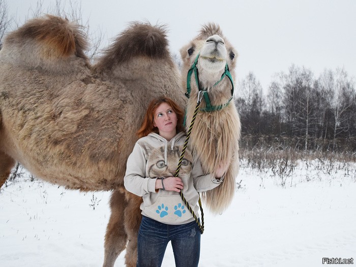 Партия из десяти верблюдов, привезенная в заказник на северо-востоке Якутии для научного эксперимента, благополучно пережила суровую арктическую зиму