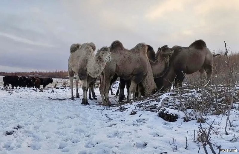 Партия из десяти верблюдов, привезенная в заказник на северо-востоке Якутии для научного эксперимента, благополучно пережила суровую арктическую зиму