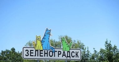 А как же Зеленоградск? Там вообще кругом коты!