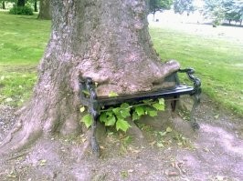 Природа захватила всё: как бы выглядел мир без людей?