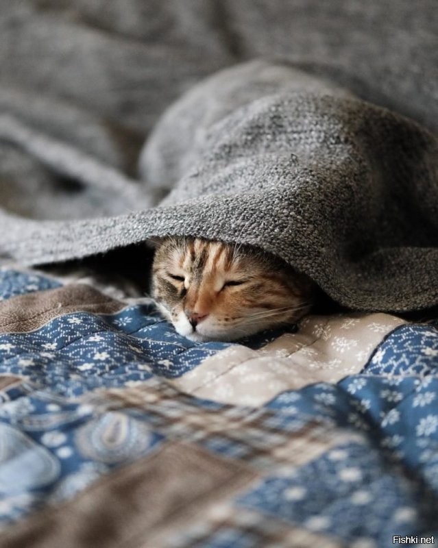 Солянка от 11.12.2022