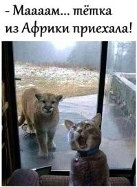Тётка в Африке не обитает.