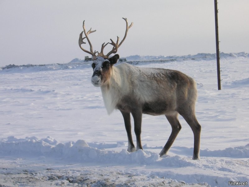 Солянка от 11.12.2022