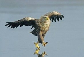 Невероятно забавные фотографии животных-спортсменов